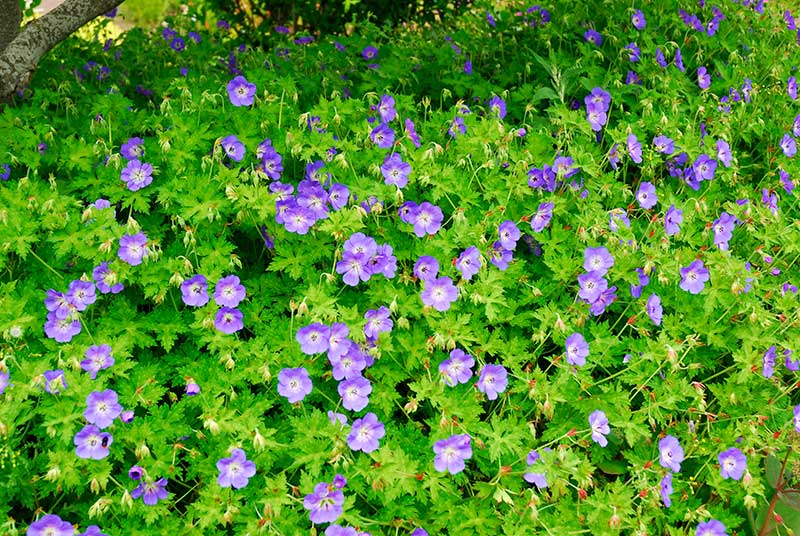 Praktnäva 'Himalayense' som marktäckare Praktnäva 'Himalayense' som marktäckare